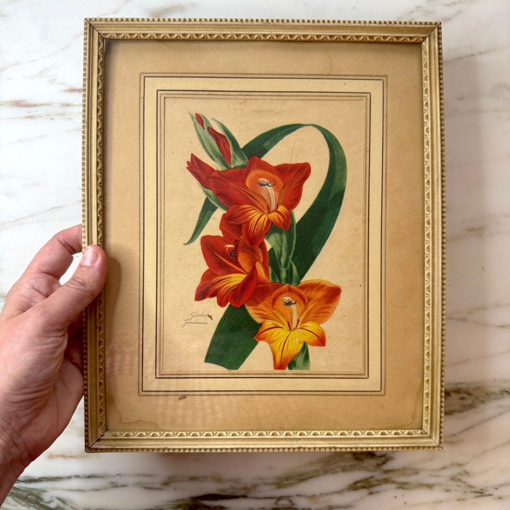 Vintage Gladiolus Gandavensis Botanical Print Framed Floral Lithograph Wall Art - Picture 5 of 6